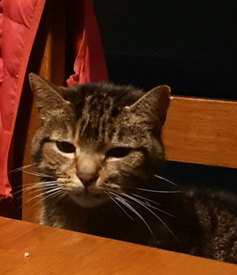 purebred blue heeler